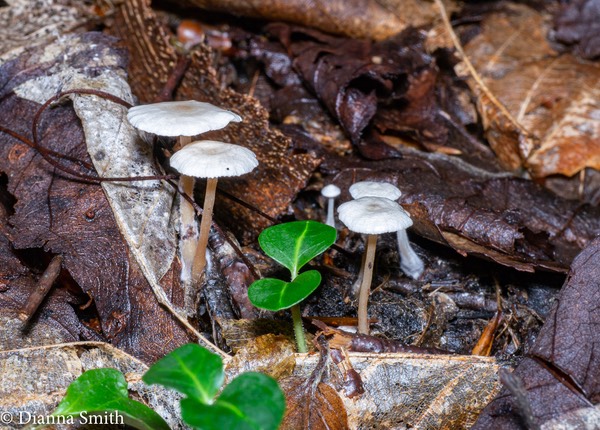 Marasmiellus praecutus ?1010822