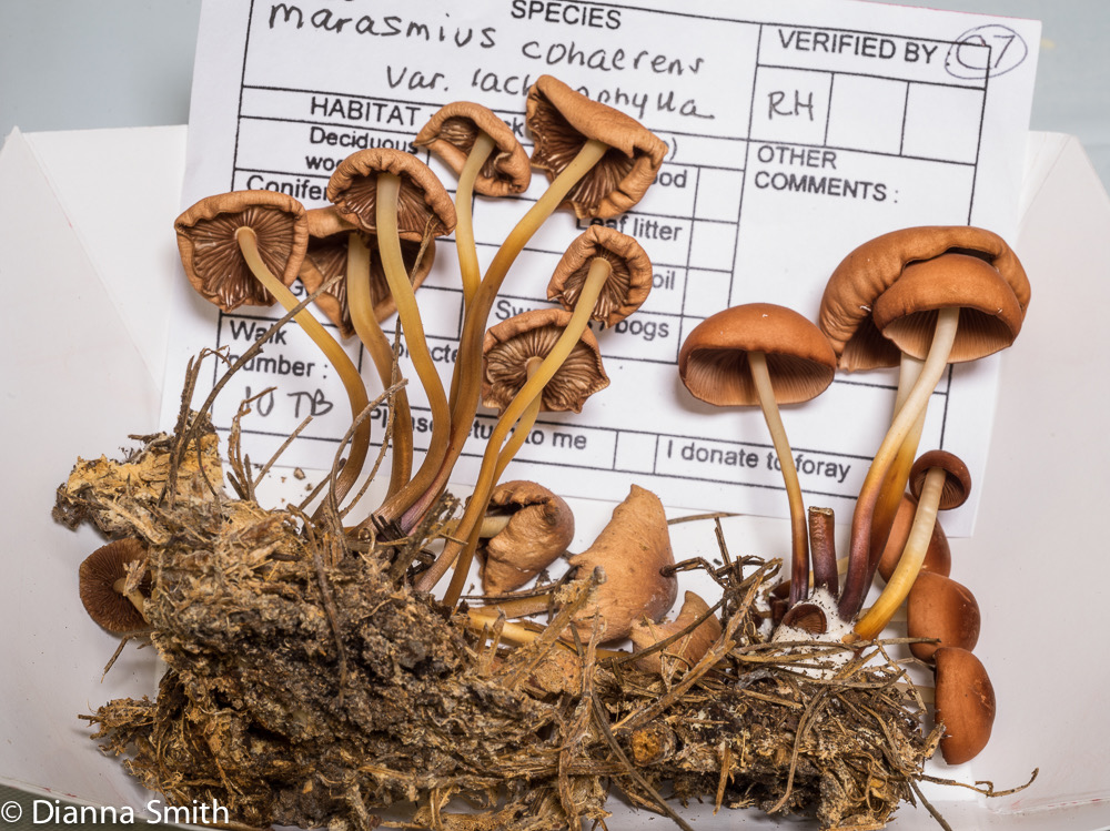 Marasmius cohaerens var. lac 03597