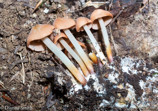 Marasmius cohaerens var. lachnophyllus 06733