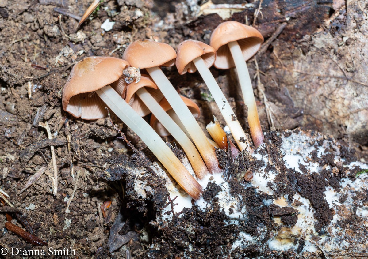 Marasmius cohaerens var. lachnophyllus 06733