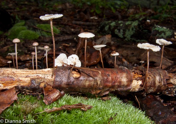 Marasmius delectans mb3054
