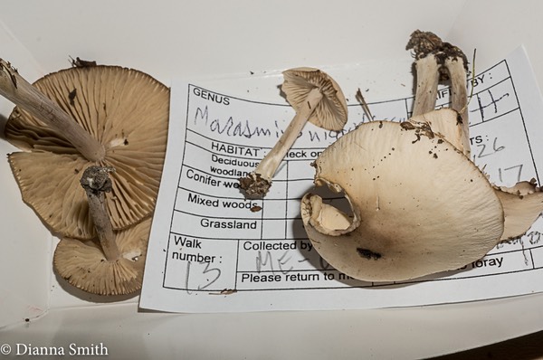 Marasmius nigrodiscus01502