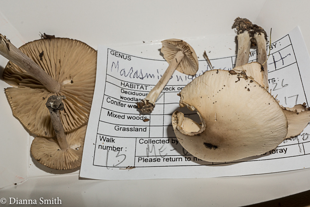 Marasmius nigrodiscus01502