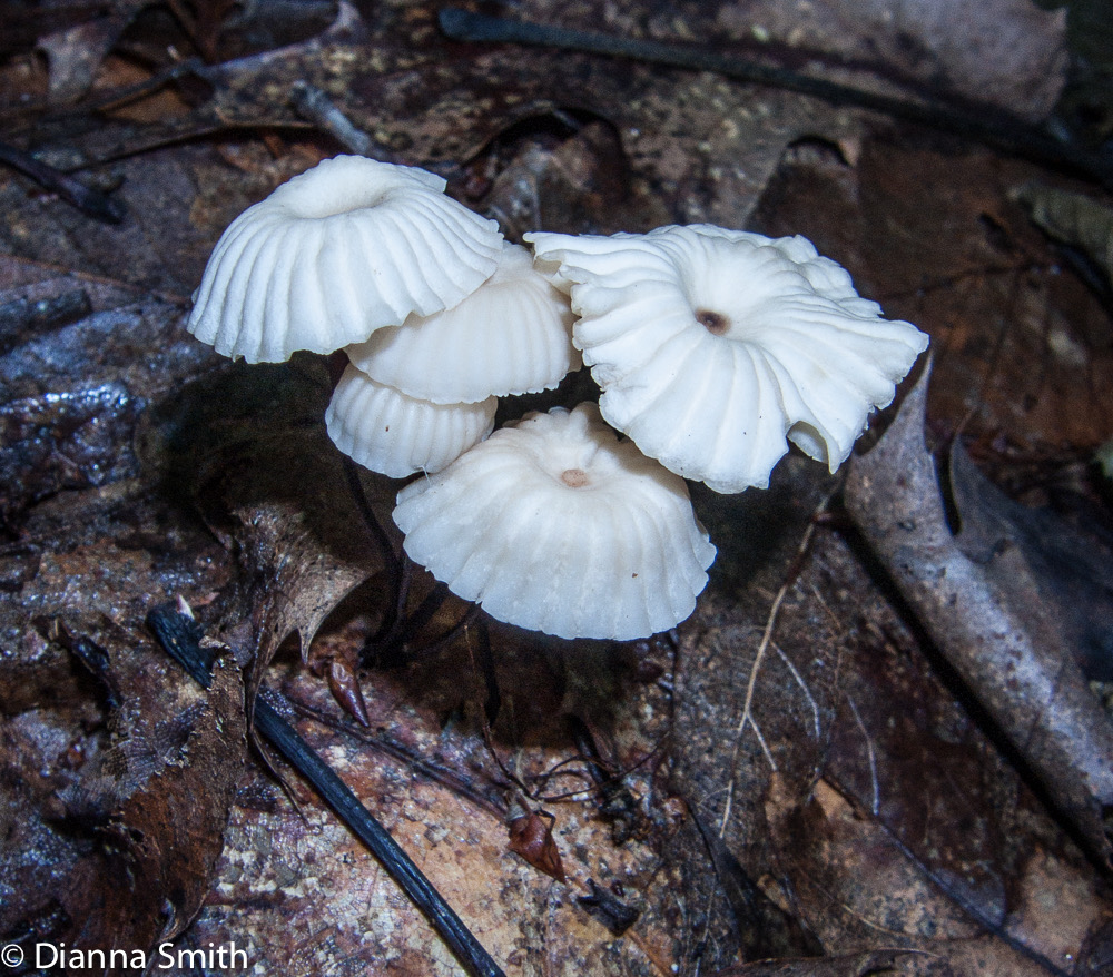 Marasmius rotula 3136