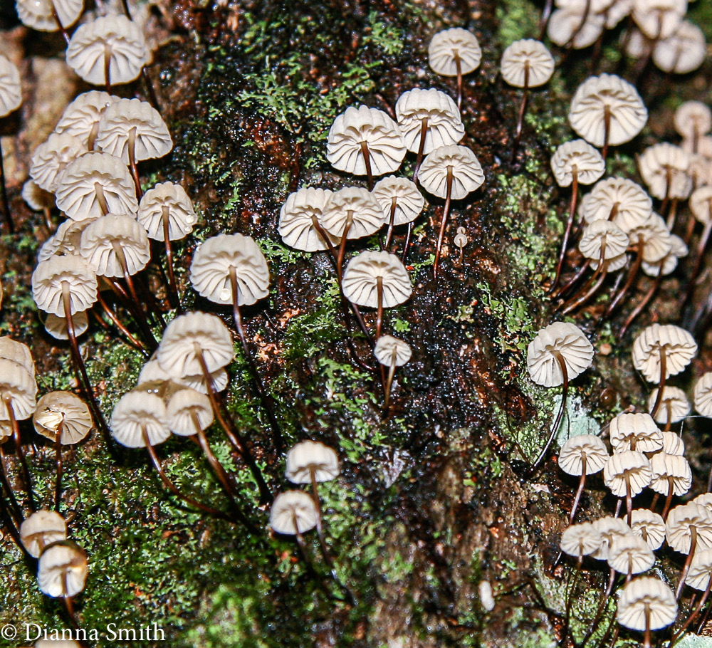 Marasmius rotula0069