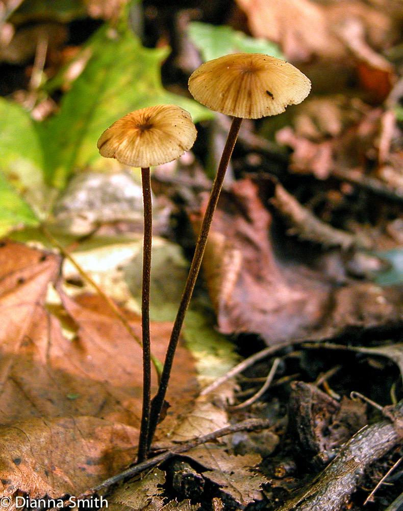 Marasmius scorodonius 8149