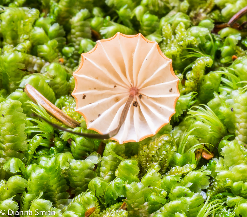 Marasmius siccus01761