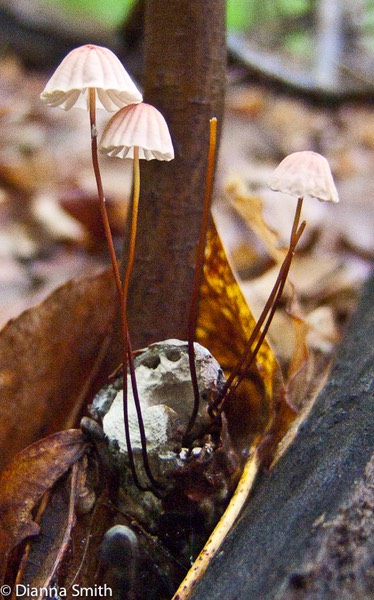 Marasmius siccus2594