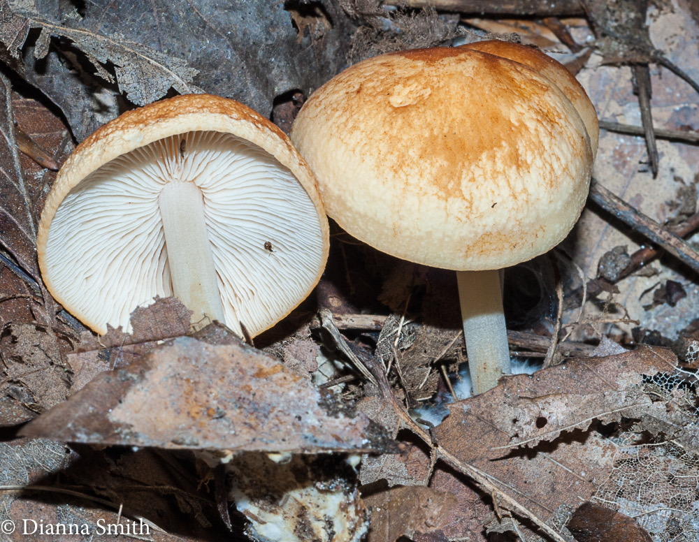 Marasmius strictipes  02822