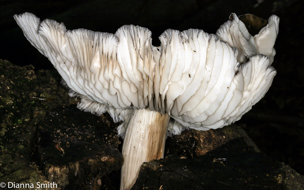 Megacollybia rodmani(Tricholomopsis platyphylla) 0239