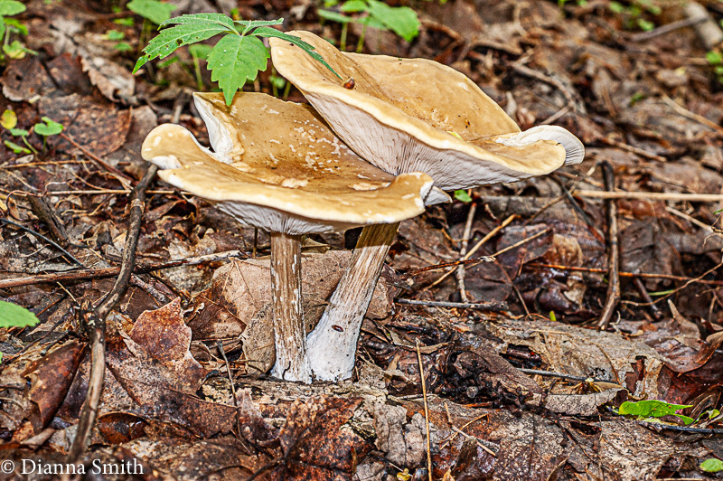 Melanoleuca alboflavida04706