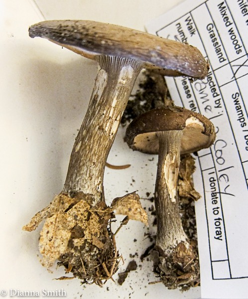 Melanoleuca cognata  2529