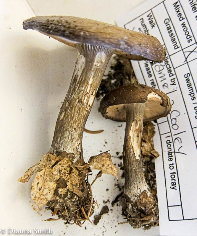 Melanoleuca cognata  2529
