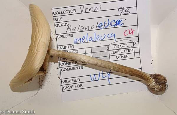 Melanoleuca malaleuca 03056