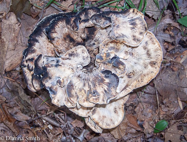 Meripilus sumsteinei0113