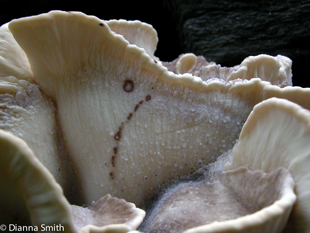 Meripilus sumsteinii7316