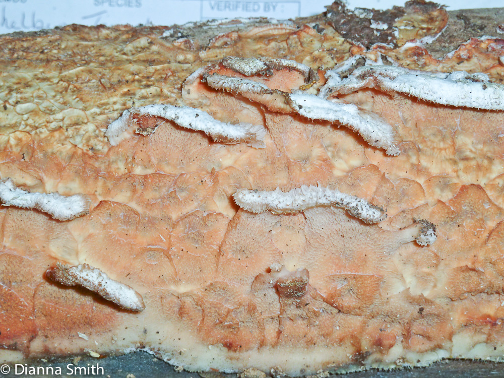 Merulius tremellosus (Phlebia tremellosa)1020881