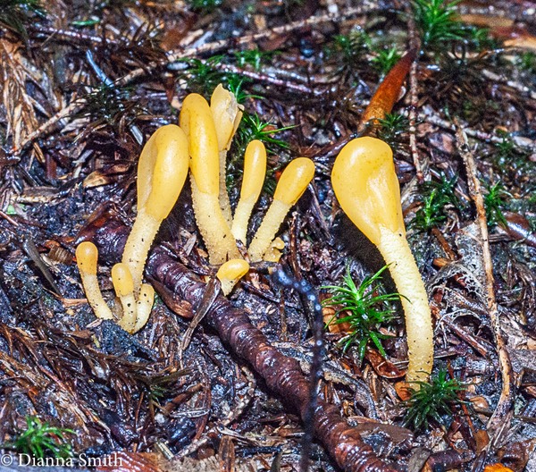 Microglossum rufum 02035