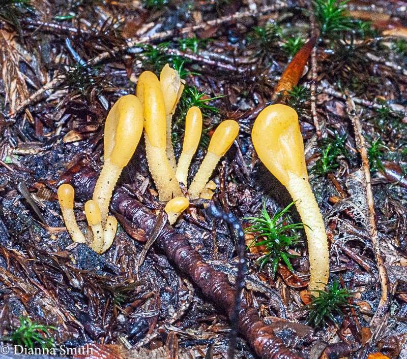 Microglossum rufum 02035