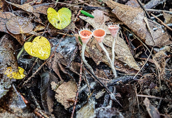 Microstoma floccosum 0919
