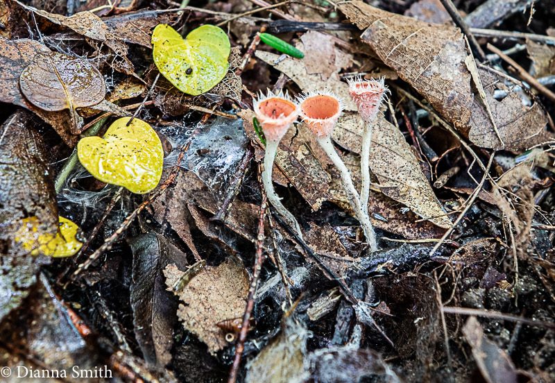 Microstoma floccosum 0919