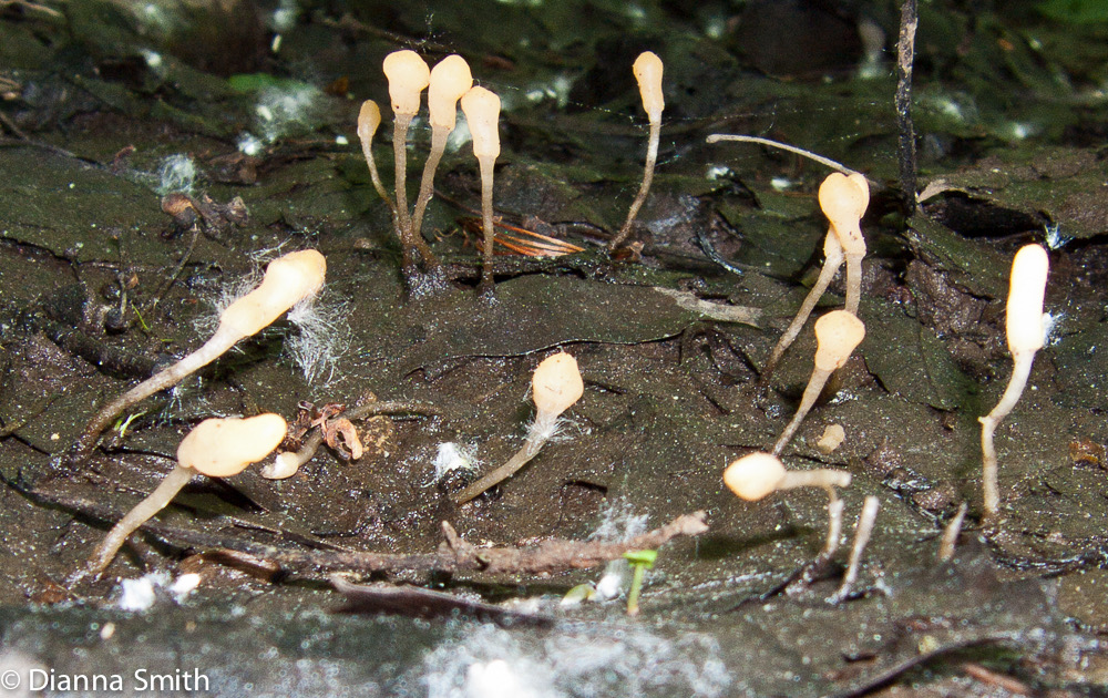 Mitrula lunataspora8380