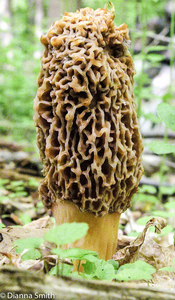 Morchella americana (syn. Morchella esculentoides)3316 copy