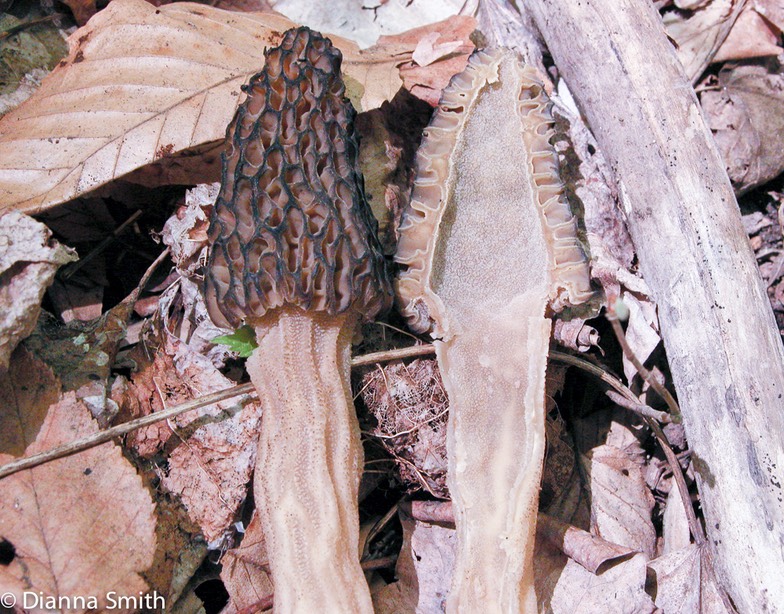 Morchella angusticeps hollow interior9644