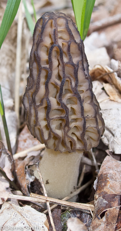 Morchella angusticeps (Morchella elata) 0026