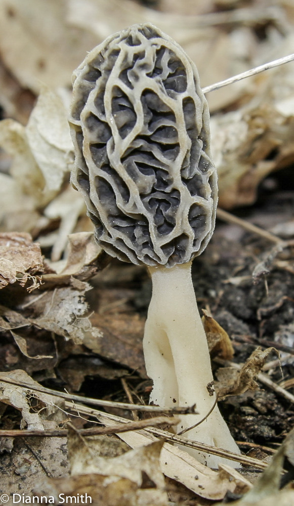 Morchella diminutiva1889