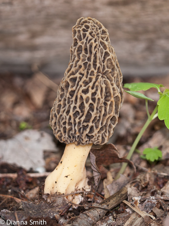 Morchella esculentoides1020947