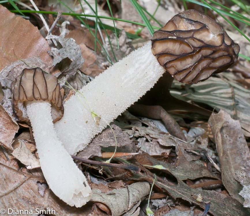 Morchella semilibera1020820