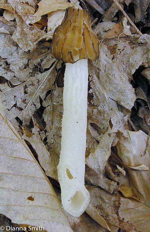 Morchella punctipes (Morchella semilibera)9654
