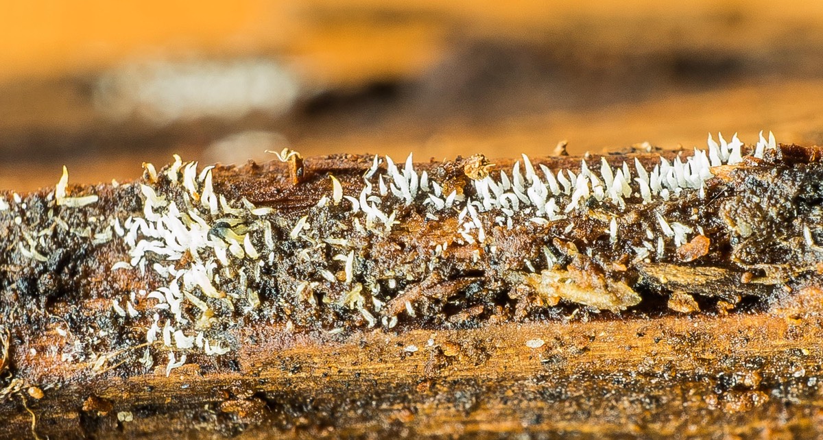 Mucronella bresadolae ?04537