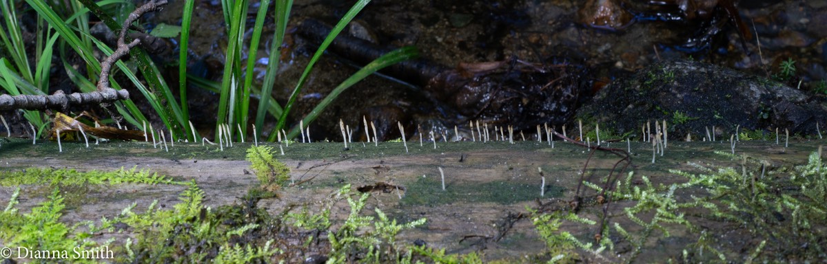 Multiclavula mucida 02735