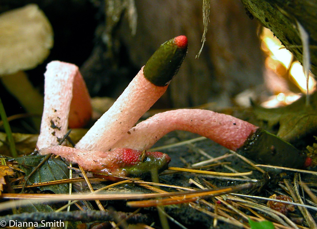 Mutinus caninus8100