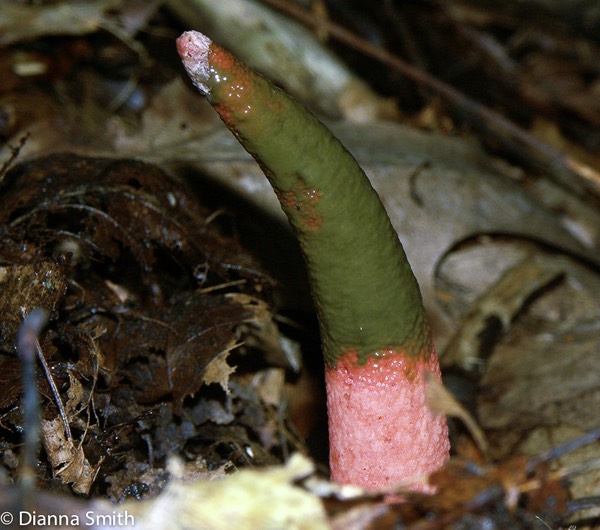 Mutinus elegans2101