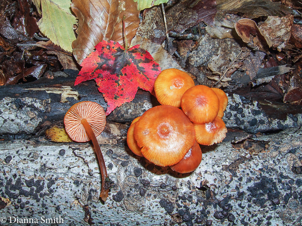 Mycena leaiana10050079