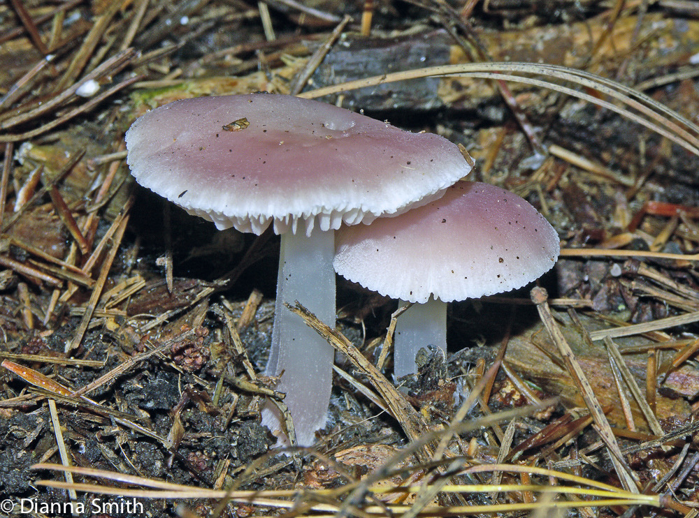 Mycena pura3861