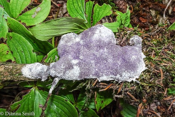 Nectriopsis violacea Parasite on Fuligo septica 08170