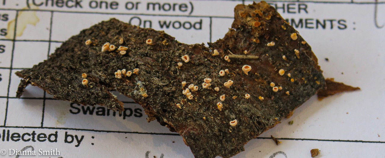 NEMF Lachnellula agassizii 0868