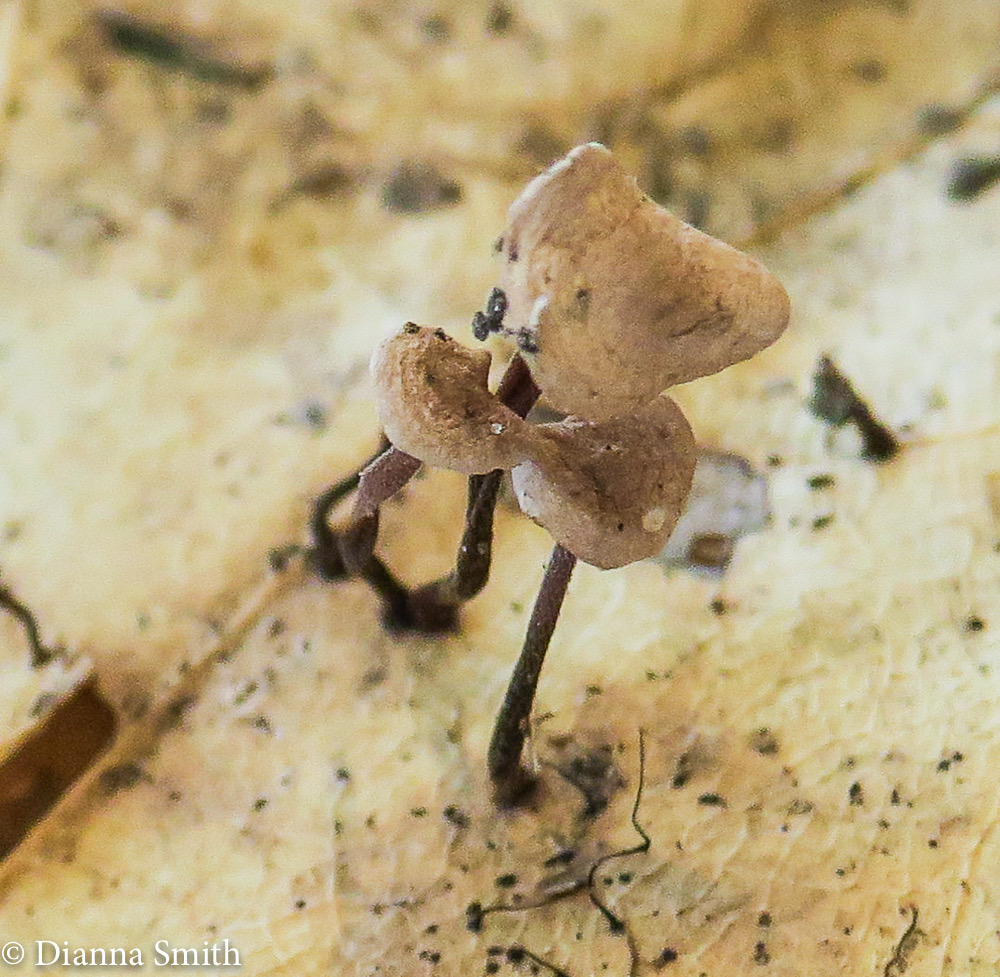 NEMF Marasmius epiphyllus_0874