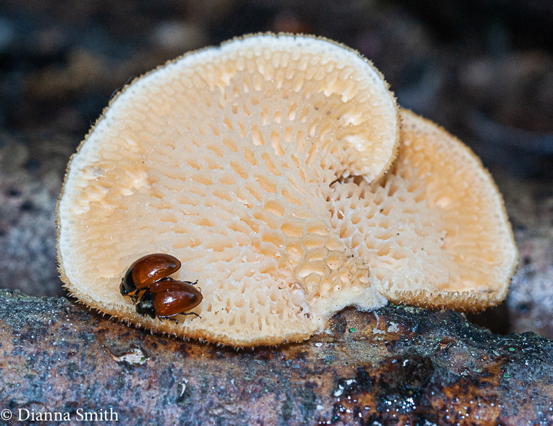Neofavolous alveolaris 04666