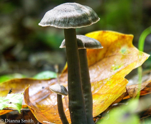 Neohygrocybe subovina (Hygrophorus subovinus)0731