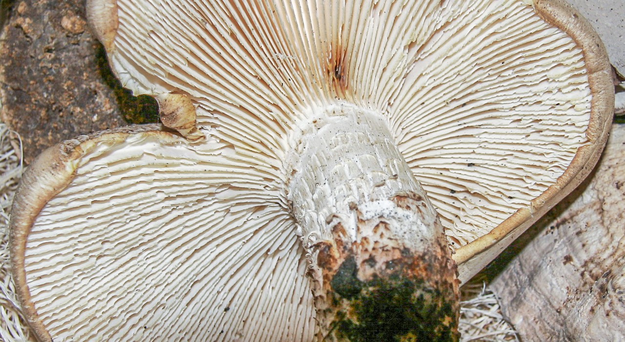 Neolentinus lepideus2253