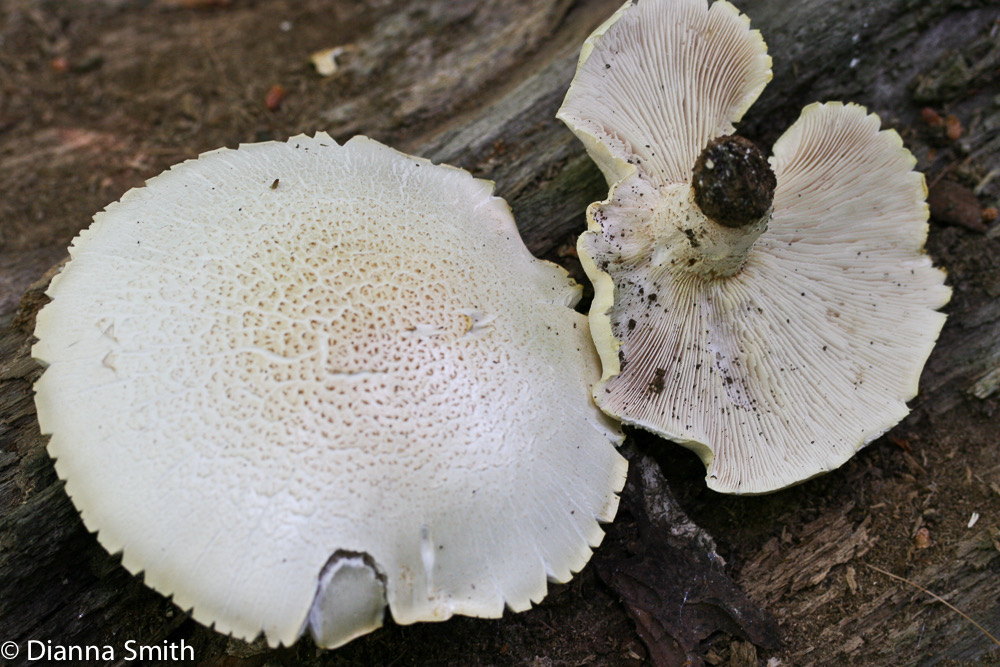Neolentinus lepideus 0483