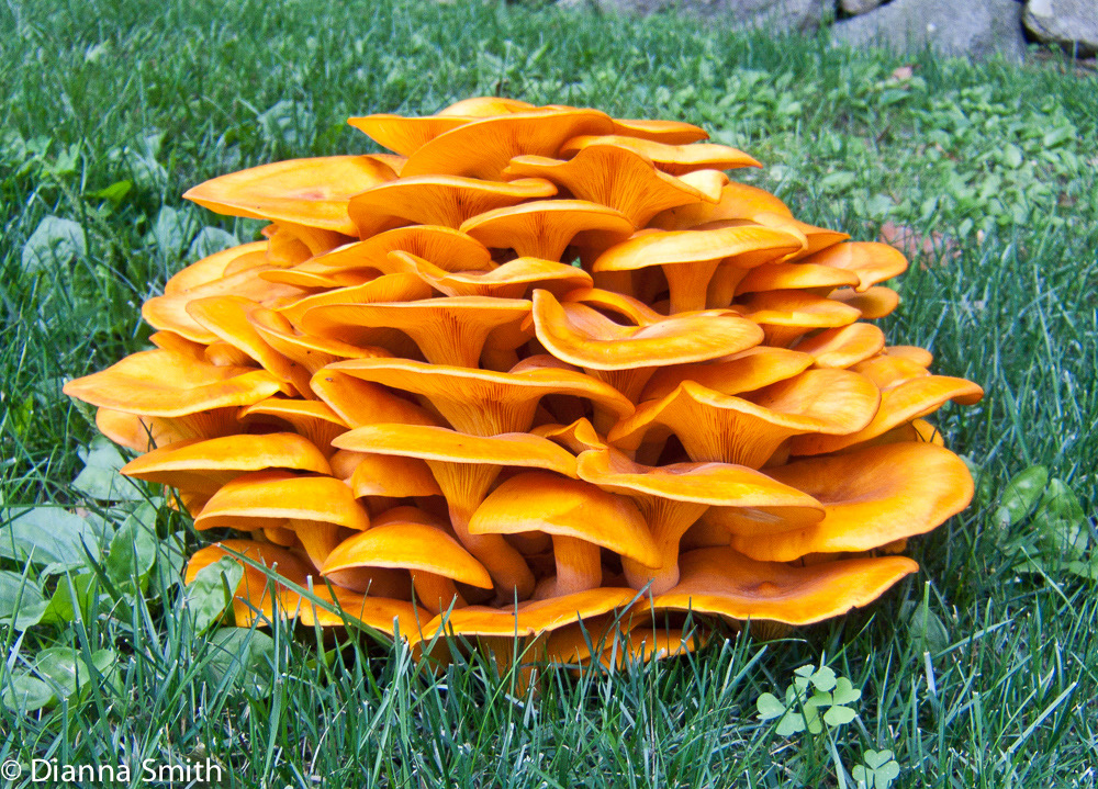 Omphalotus illudens8622