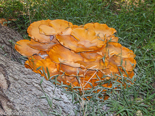 Omphalotus illudens