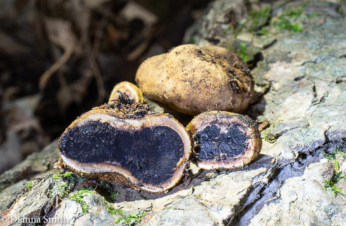 Ophiocordyceps verrucosa 05184