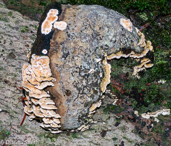 Orange zoned polypore - teeth?1010288